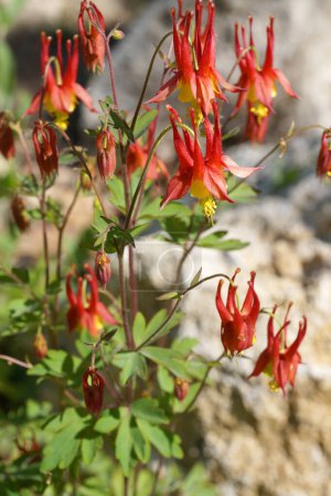 Blooming aquilegia canadensis, herbaceous perennial plant close-up.