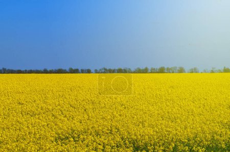 Foto de Campo de colza de floración amarilla en un día soleado. - Imagen libre de derechos