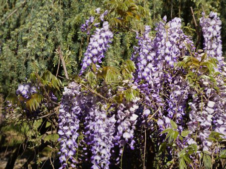 Photo for Lilac blooming wisteria in the garden in sunlight close-up - Royalty Free Image