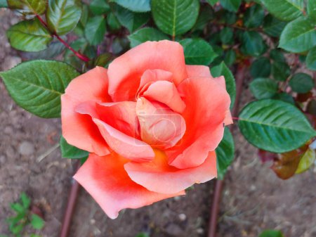 Té híbrido variedad rosa Abbaye de Cluny en el jardín
