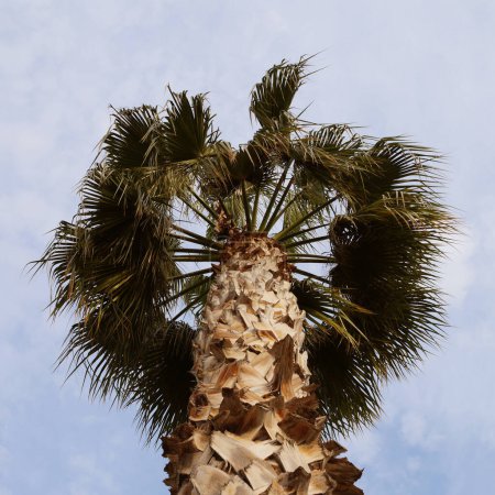 Washingtonia palm against a cloudy sky, bottom view.