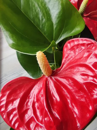 Brillant rote Codium-Blume in Nahaufnahme