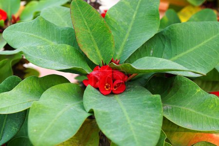fleurs rouges de l'asclépiade gros plan, Euphorbia milii ou Christ plante.