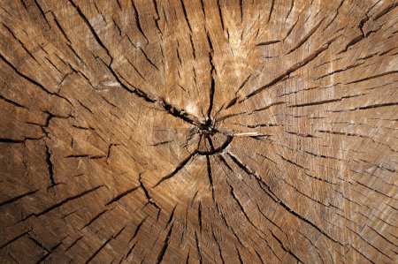 close-up of tree stump showing growth rings and texture for natural background