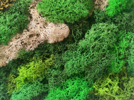 Variedad de texturas de musgo estabilizado verde conservado de cerca