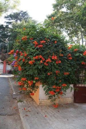 Orange flowers of Campsis liana on a city street.