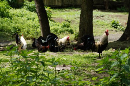 gallos y gallinas vagan libremente en una granja bajo los árboles.