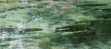 fish swimming calmly in clear water over rocky bed.