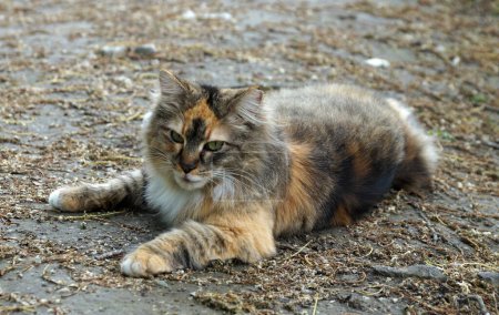 gato doméstico multicolor acostado en un suelo texturizado.