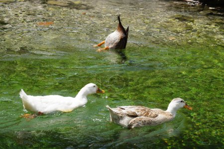 three ducks swimming in clear water among green plants.