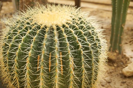 large green cactus Echinocactus Grosonii with sharp yellow spikes close-up.