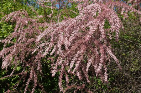 Beautiful pink flowering tamarisk bush in spring in sunlight.
