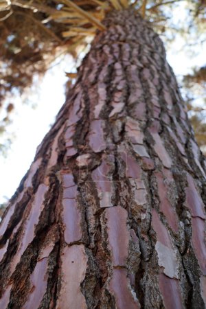 Bottom view of textured pine bark.