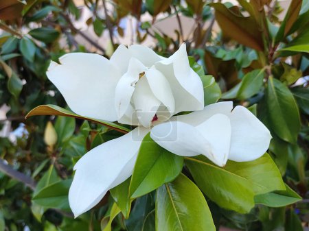 Große weiße Magnolia grandiflora Blume in Nahaufnahme