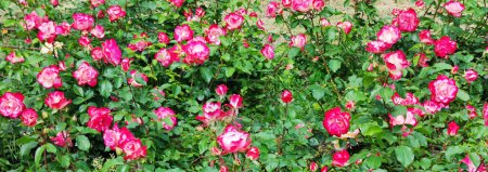 horizontal background of pink blooming roses.
