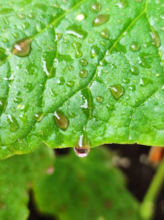 solución de permanganato de potasio en hojas de pepino de cerca, prevención y tratamiento de enfermedades fúngicas de los pepinos.