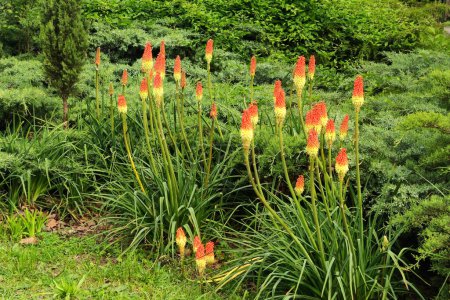 Torch lily Kniphofia in landscape design in the park.
