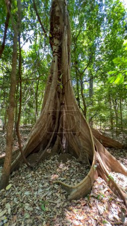 Forêt du parc national de Tangkoko, Sulawesi Nord, Indonésie.