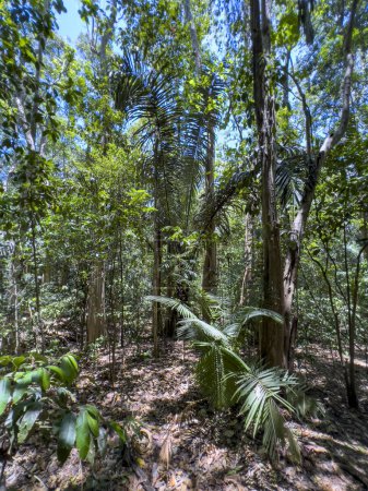 Wald im Tangkoko-Nationalpark, Nord-Sulawesi, Indonesien.