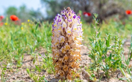 Téléchargez les photos : Cistanche medicinal flower, a rare medicinal plant in the desert - en image libre de droit