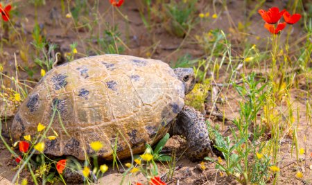 Foto de Desert tortoise in the wild, wild exotic reptile in the kyzylkum desert - Imagen libre de derechos