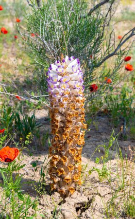 Photo for Cistanche medicinal flower, a rare medicinal plant in the desert - Royalty Free Image