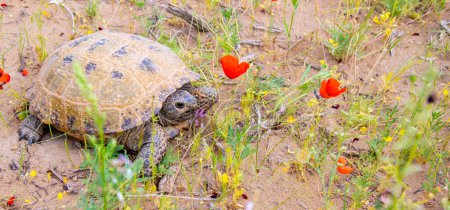 Foto de Desert tortoise in the wild, wild exotic reptile in the kyzylkum desert - Imagen libre de derechos