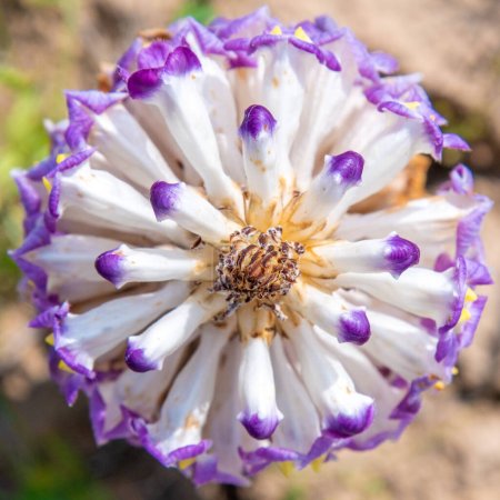 Photo for Cistanche medicinal flower, a rare medicinal plant in the desert - Royalty Free Image