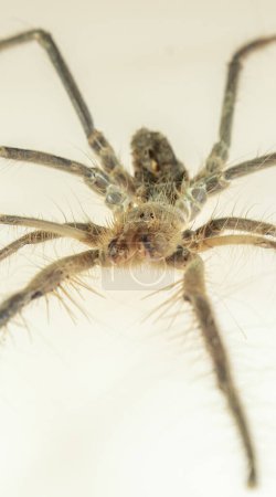 Téléchargez les photos : Une araignée. Gros plan d'une araignée chameau isolée sur un fond blanc. également connu sous le nom de scorpion du vent, Solifugae ou araignée solaire. scorpion du vent, insecte, dans - en image libre de droit