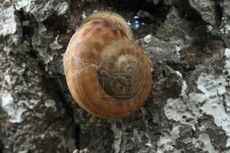 Photo for Snail stuck to tree (Depth Of Field) - Royalty Free Image