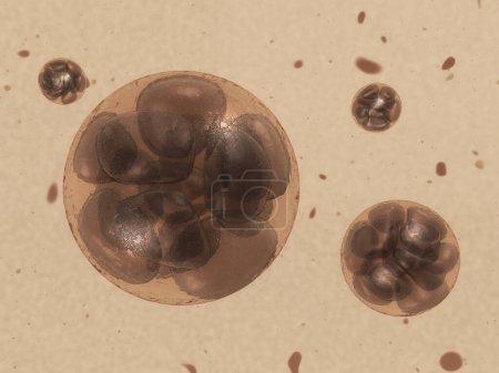 Foto de 3d renderizar embrión Profundidad del campo - Imagen libre de derechos