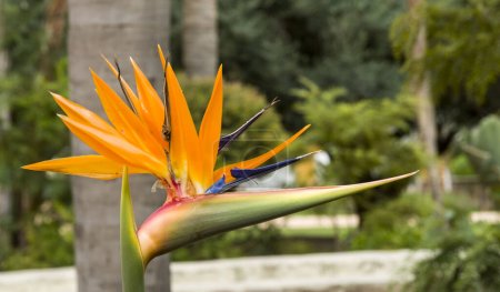 Téléchargez les photos : Oiseau de paradis fleuri dans un jardin. (Strelitzia reginae) - en image libre de droit
