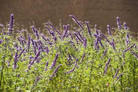 Téléchargez les photos : Lavender flowers in a garden in the summer. Close up. - en image libre de droit