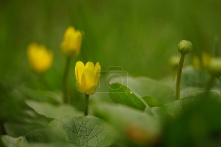 Foto de Preciosas flores amarillas pequeñas crece en un jardín de primavera. - Imagen libre de derechos