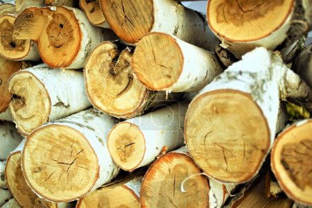 La pila fresca de los troncos de abedul para el invierno.
