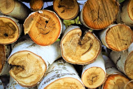 Almacén troncos de madera de abedul cosechados para el primer plano de invierno.