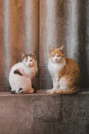 Téléchargez les photos : Deux chats moelleux assis sur un bloc de béton d'une clôture. - en image libre de droit