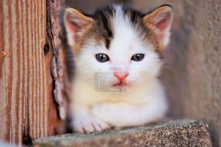 White small baby kitten with brown spots, cute kitty closeup portrait.