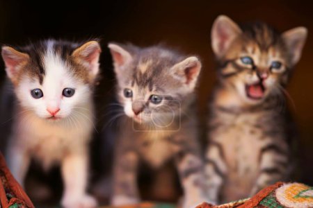 Téléchargez les photos : Trois mignons petits chatons assis en rang. Famille des animaux domestiques. - en image libre de droit