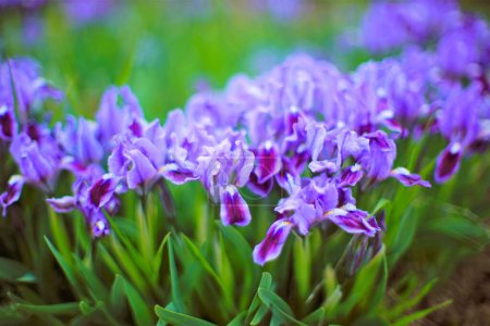 Schöne lila Irisblüten mit grünen Blättern wächst im Frühlingsgarten.