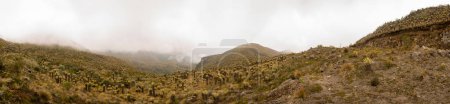 Téléchargez les photos : Espeletia - grands moines - frailejones paramo Nevado del Ruiz Volcan - en image libre de droit
