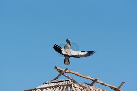 Foto de Aves asiáticas de pico abierto o Anastomus oscitans extendiendo alas en el techo en verano. - Imagen libre de derechos