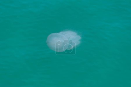 Foto de Una medusa serena ondulando suavemente en las claras aguas turquesas de un océano, retratando la elegancia de la vida marina. - Imagen libre de derechos