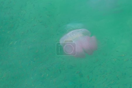 Eine rosa Qualle schwimmt inmitten einer Schar kleiner Fische in einem grünen Meer und zeigt die Vielfalt der marinen Ökosysteme