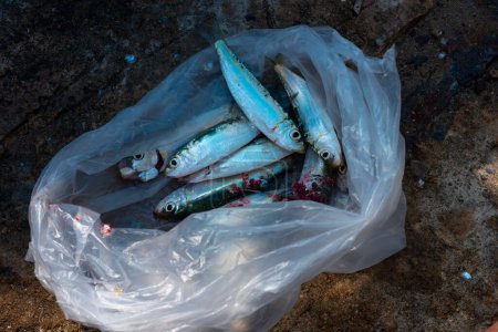 Un sac en plastique contenant du poisson de sardine fraîchement pêché se trouve sur une surface en béton, mettant en évidence une scène de marché de fruits de mer