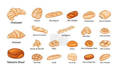 Illustration for French bread bakery product set, colored vector illustration. Tabatiere, epi baguette, bagel and slices breads. Bake roll, pastry, pain au levain, petits pains and ets. - Royalty Free Image