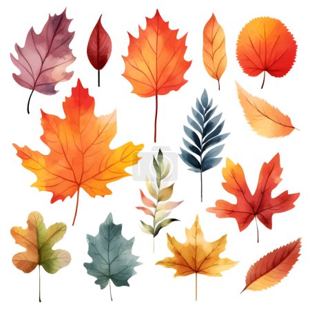 Illustration for Vector watercolor Set of fall leaves, maple leaf, acorns, berries, spruce branch. Forest design elements. Hello Autumn illustrations. Perfect for seasonal advertisement, invitations, cards - Royalty Free Image