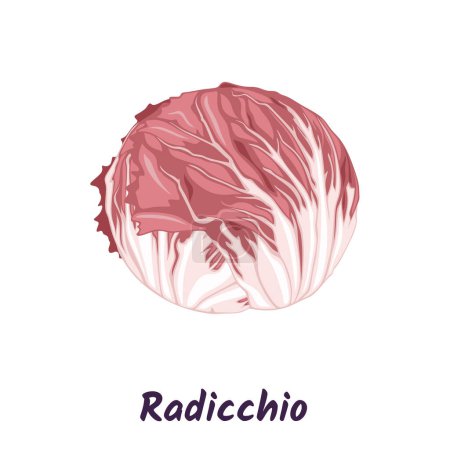 Illustration for Red radicchio salad, Italian chicory vector illustration. - Royalty Free Image