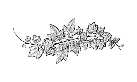 Illustration for Ivy branch. Vector line sketch hand drawn - Royalty Free Image
