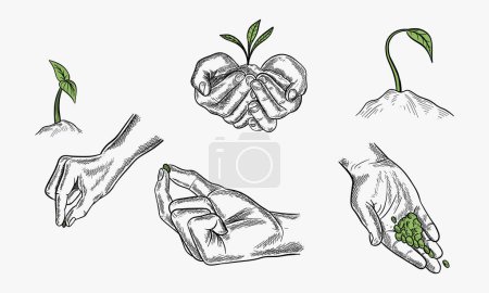 Conjunto vectorial de símbolos de la agricultura. Ilustración de manos con semillas y brotes. Crecimiento de las plantas en etapas tempranas